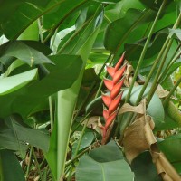 Heliconia bihai (L.) L.